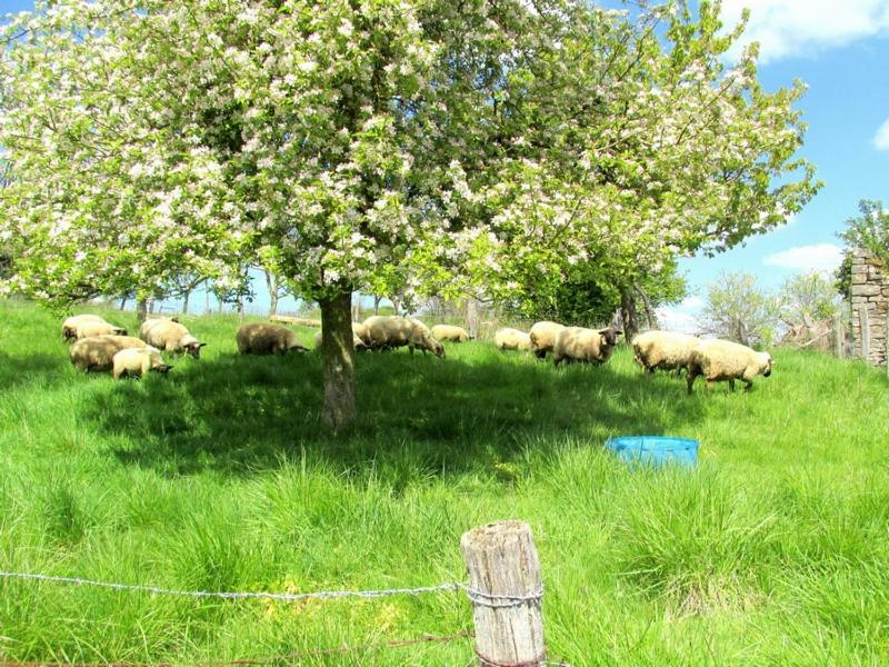 Bed and Breakfast La Taniere Douce Soulaucourt-sur-Mouzon Exterior foto